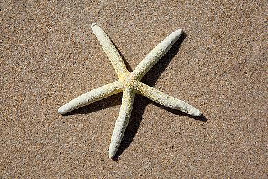 《宝可梦：剑＆盾》新宝可梦配信活动 冠军“勾魂眼”免费送